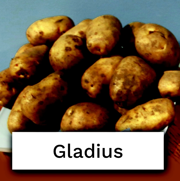 bulwy ziemniaka odmiany Gladius
